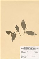 藏品(臺灣油點草)的圖片